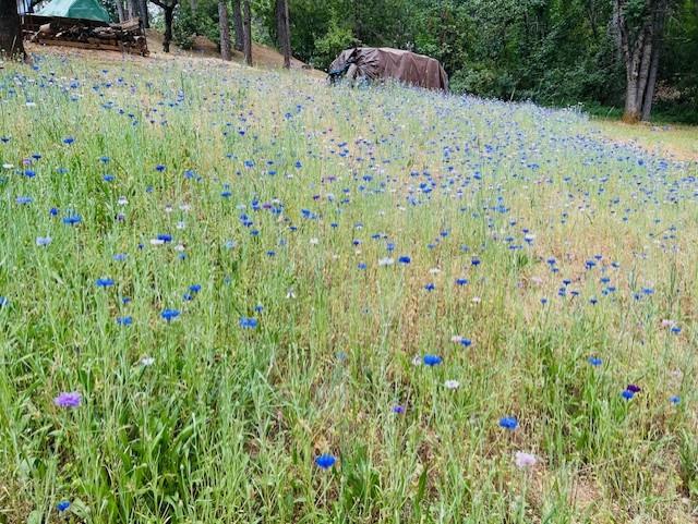 24275 Grand View Avenue Colfax, CA 95713 - Photo 22 of 29