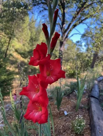 a view of a backyard with table and chairs and potted plants