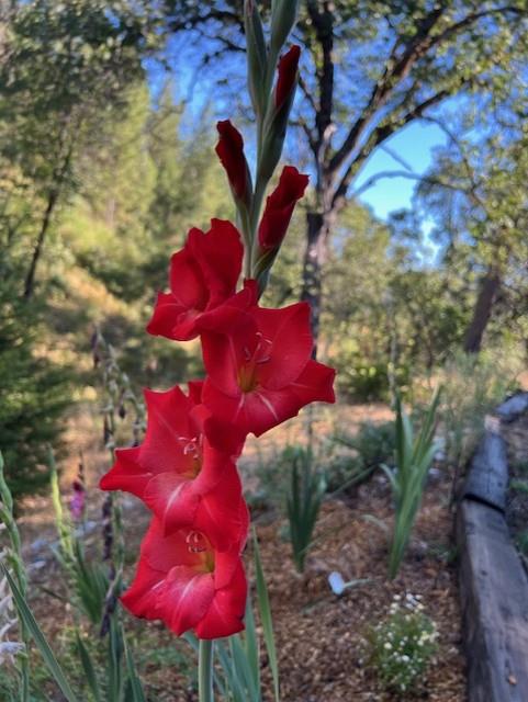 24275 Grand View Avenue Colfax, CA 95713 - Photo 24 of 29