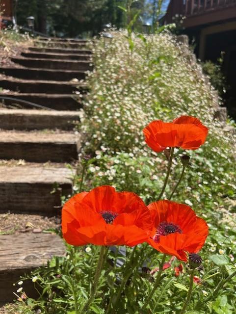 24275 Grand View Avenue Colfax, CA 95713 - Photo 25 of 29