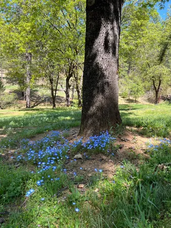 a view of flowers in a tree