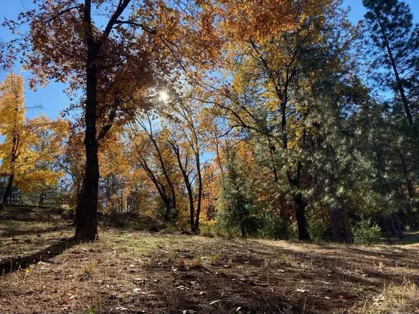 a view of a park with large trees