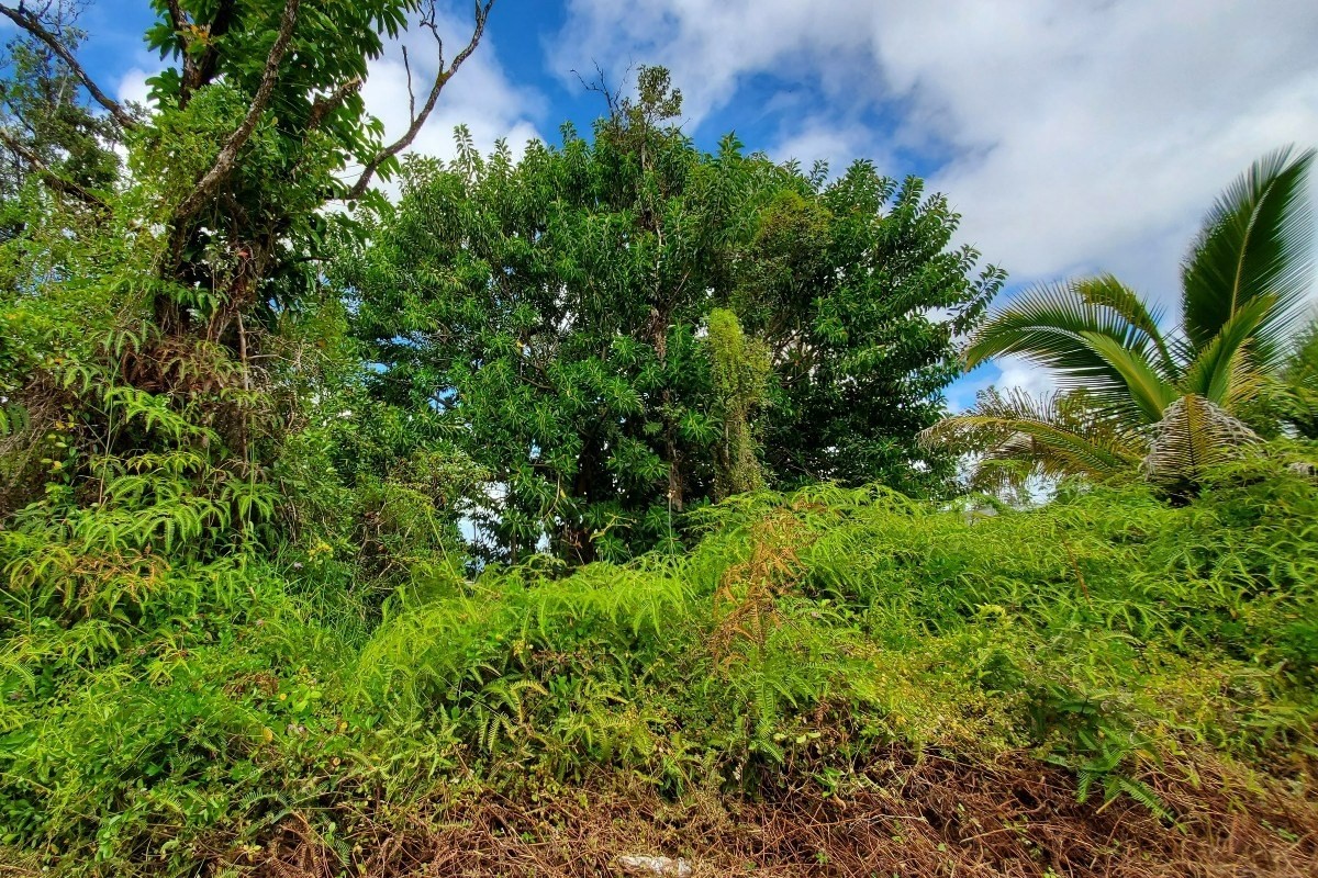 21 Lehua Drive Pahoa, HI 96778 - Photo 5 of 5 a view of a plant in a garden