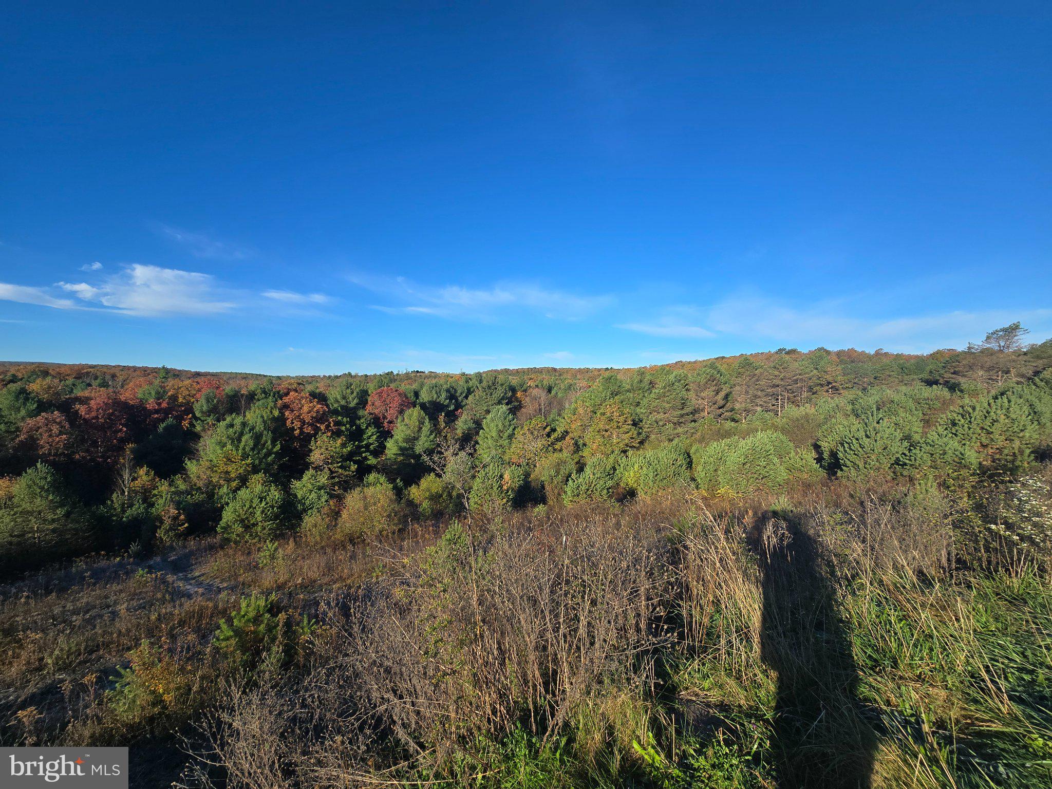 4081 Scootac Road Beech Creek, PA 16822 - Photo 11 of 46 a view of a forest with a forest