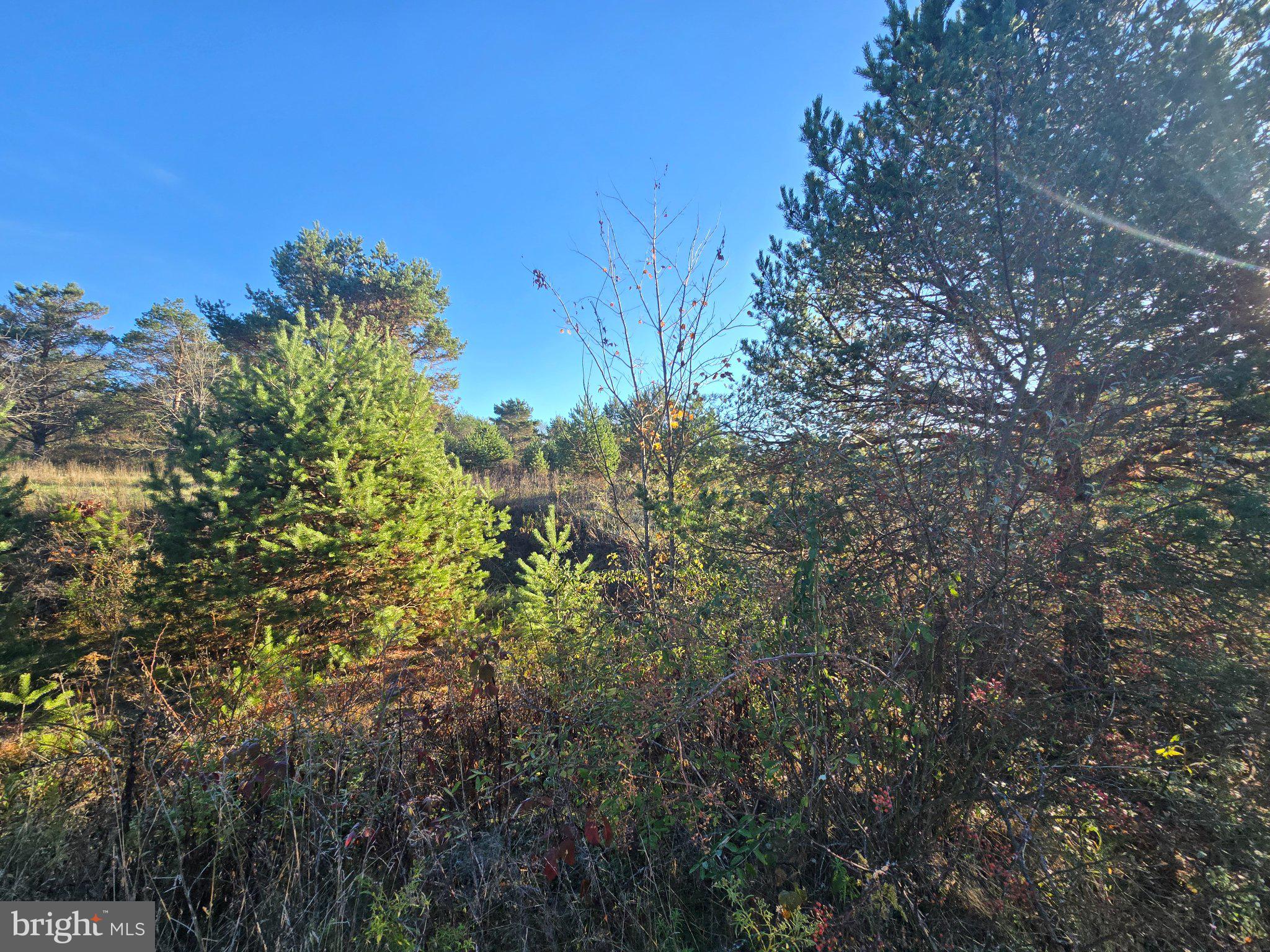 4081 Scootac Road Beech Creek, PA 16822 - Photo 14 of 46 a view of a green field with lots of bushes