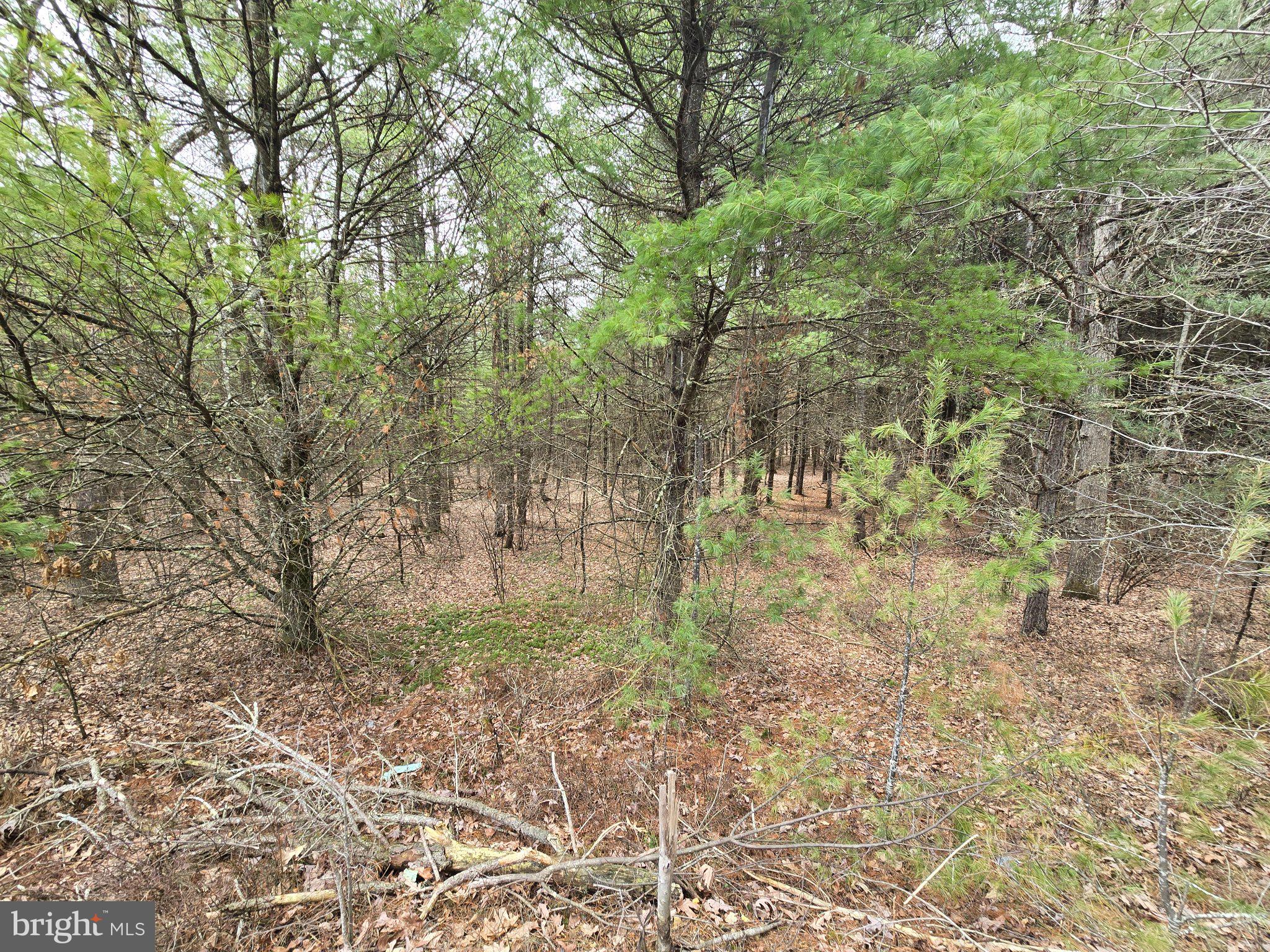 4081 Scootac Road Beech Creek, PA 16822 - Photo 44 of 46 a view of a yard with plants and trees