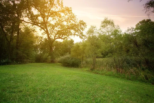 a view of a lush green forest
