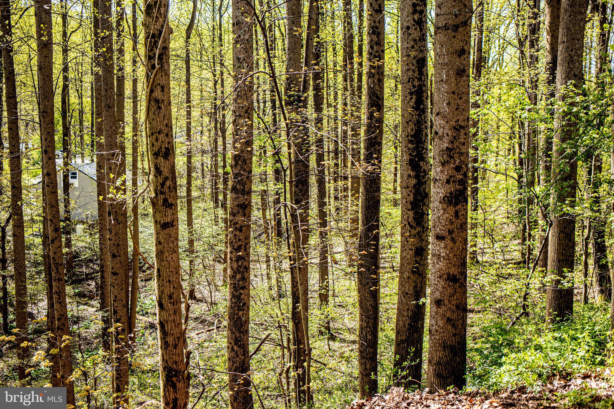 2075 Manchester Road Westminster, MD 21157 - Photo 29 of 43 Plenty of woods to explore