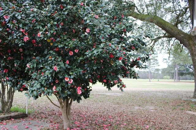 a view of a tree in the middle of a yard