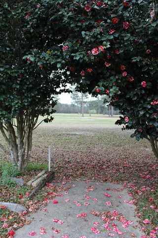 a view of a yard with flowers