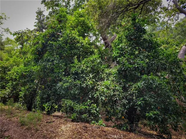 a picture of flowers