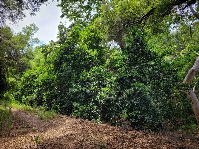 a view of a tree with a flower