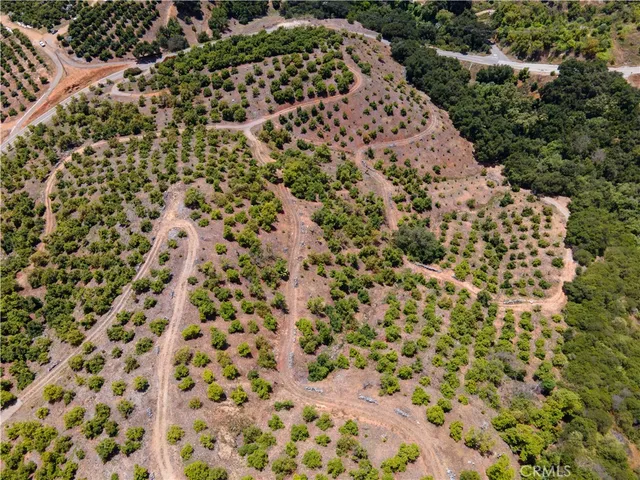 a close up of a plant