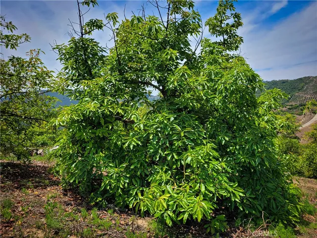 a view of a plant in a garden