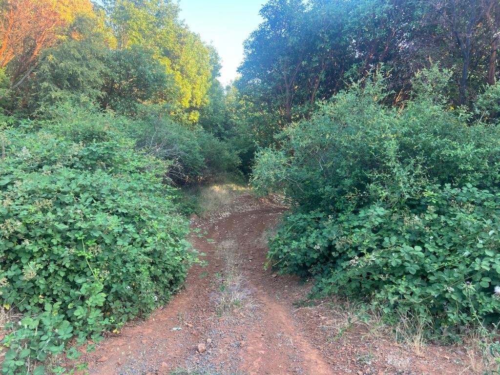 15244 Fountain House Road Dobbins, CA 95935 - Photo 11 of 23 a view of a large yard with lots of green space and deers