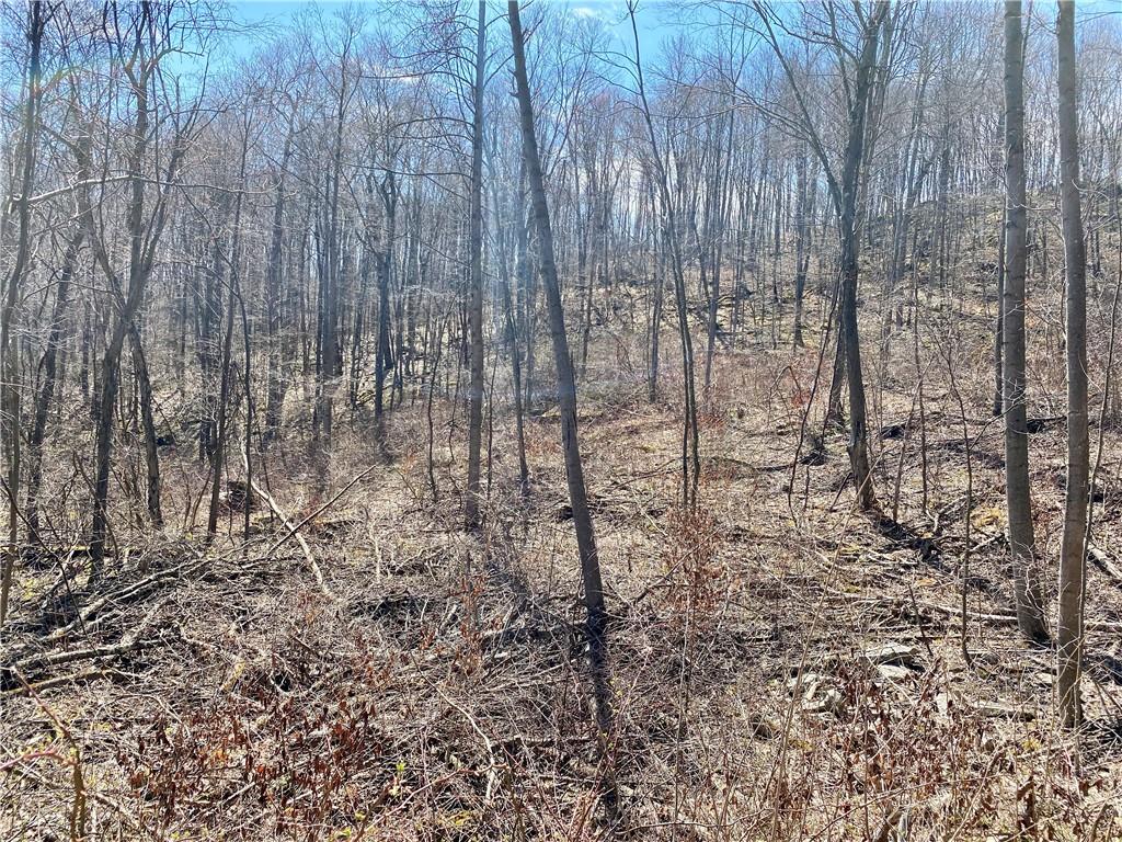 0 Conn Road Confluence, PA 15424 - Photo 3 of 25 a view of a yard with trees