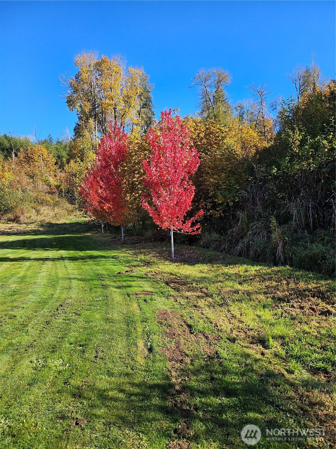 1851 Bloomhardt Road Raymond, WA 98577 - Photo 23 of 31 a view of a yard with a tree