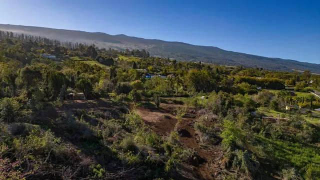 a view of a forest with mountains in the background