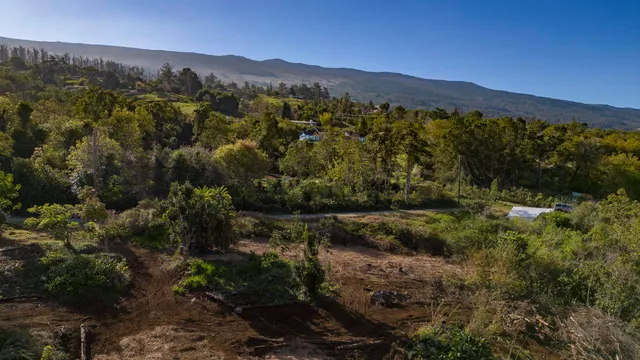 a view of a forest with mountains in the background