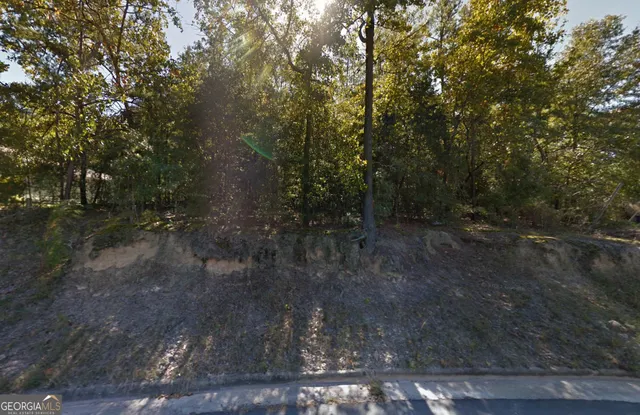 a view of a forest with trees in the background