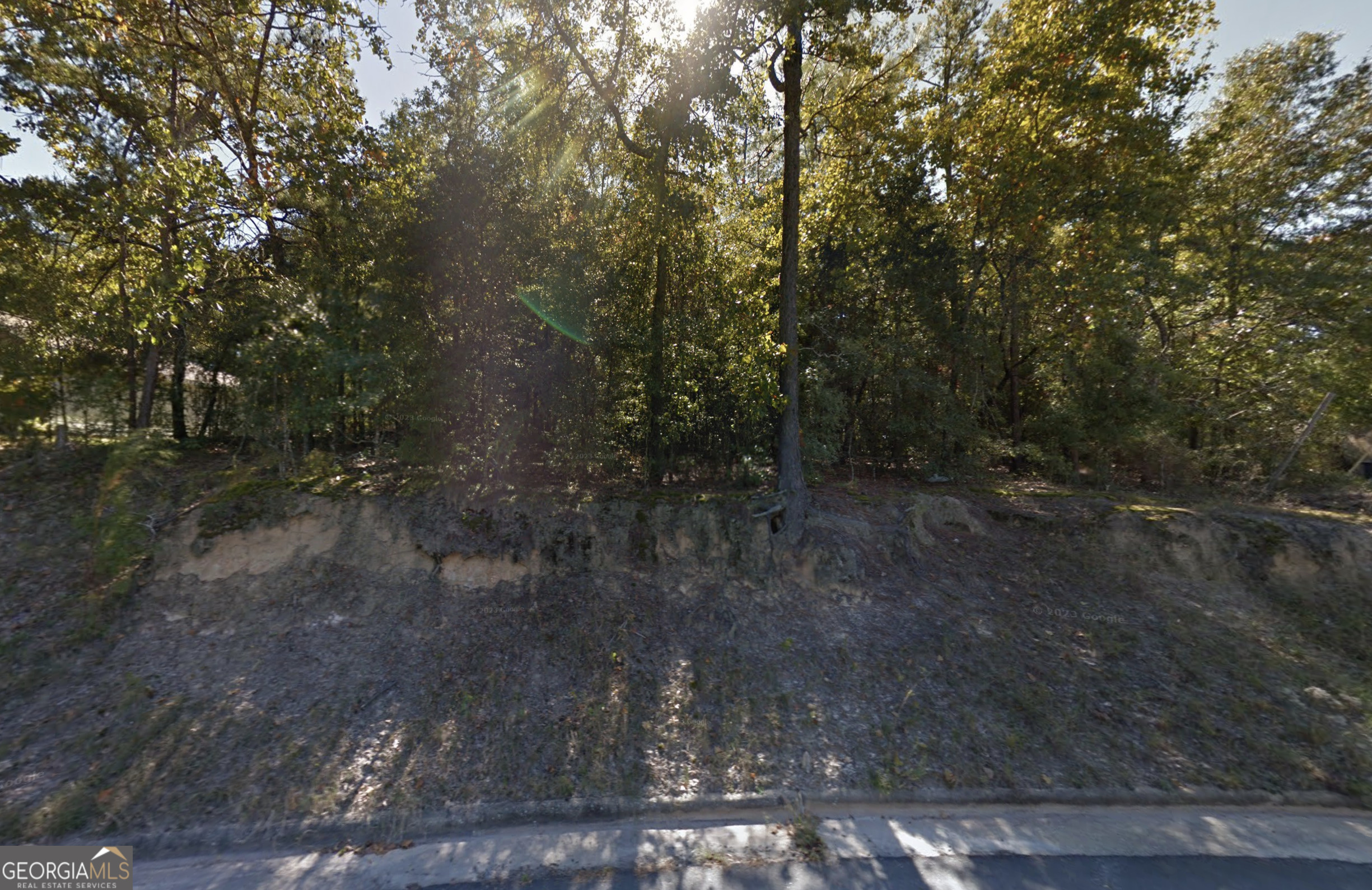 a view of a forest with trees in the background