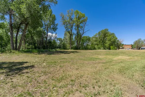 a view of a garden with a tree