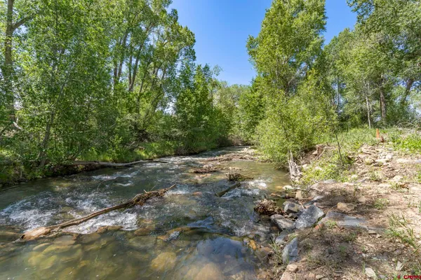 a view of a forest with trees in the background