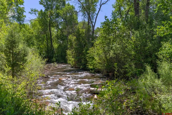 a view of a forest with trees in the background