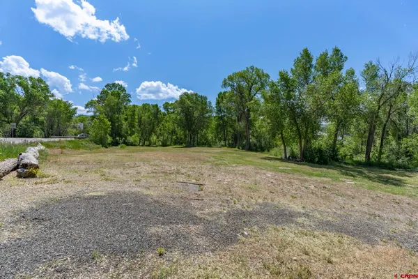 a view of a garden with a tree