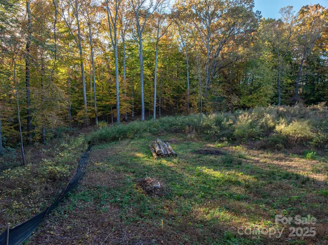 a view of a yard with plants and a tree