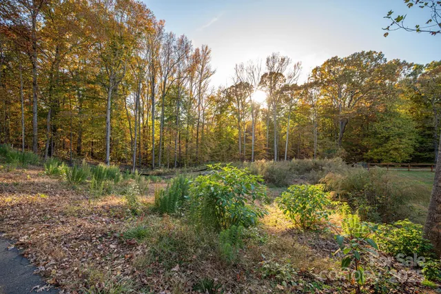 a view of a park that has large trees