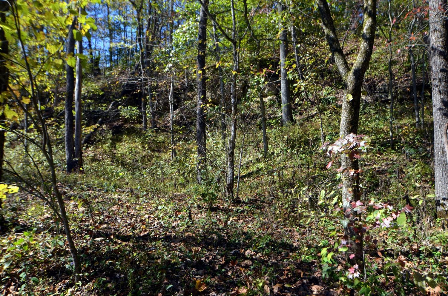 179 Kings Cemetery Road Irvine, KY 40336 - Photo 48 of 53 Healthy young forest! Perfect habitat f