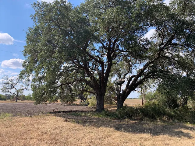 a view of a yard with plants and trees