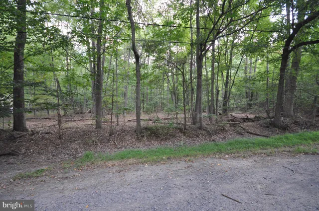 a view of a forest with trees in the background