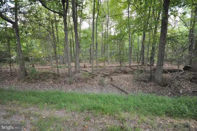 a view of a forest with trees in the background