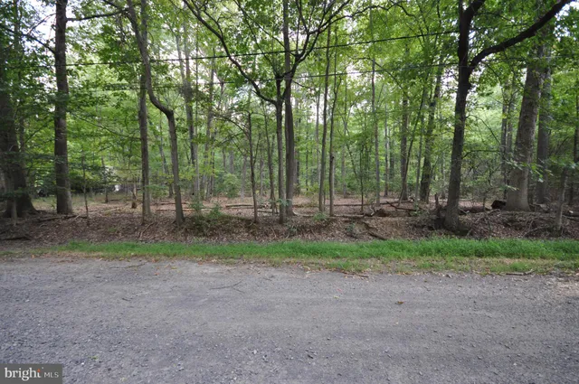 a view of a forest with trees in the background