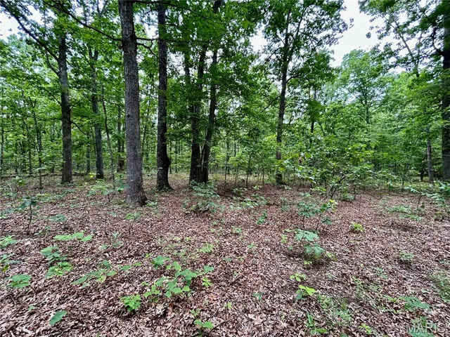 $385,000 | 0 County Road 5500, Salem, MO 65560