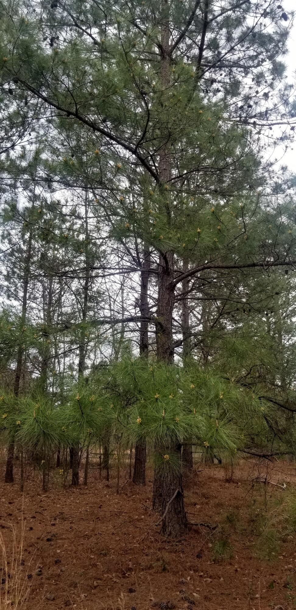 0 Hatchaway Bridge Road Aiken, SC 29801 - Photo 4 of 4