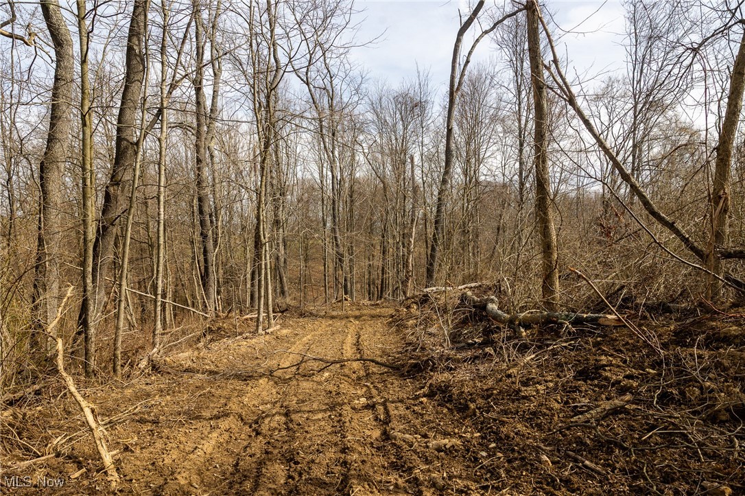 106 Township Road Rayland, OH 43943 - Photo 29 of 48 View of nature