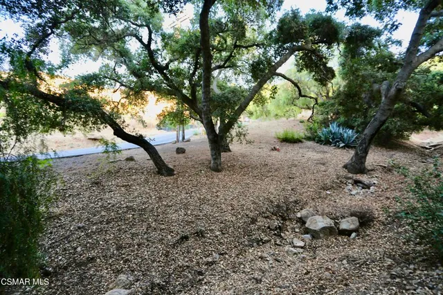 a view of a tree in the middle of a yard