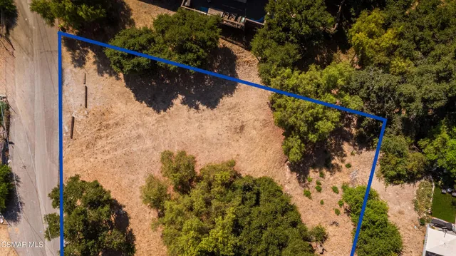 a view of a tree in a yard