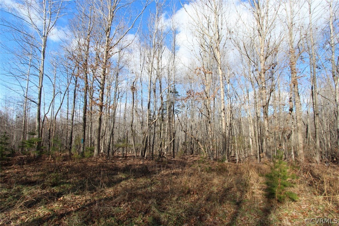 0 Cc Camp Road Meherrin, VA 23954 - Photo 4 of 6