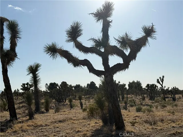 a view of a dry yard with trees