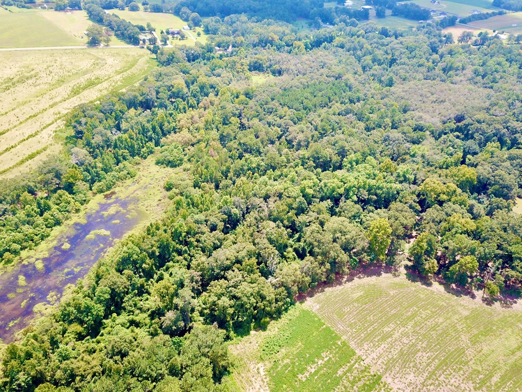 19-acres Summer Road Slocomb, AL 36375 - Photo 9 of 22