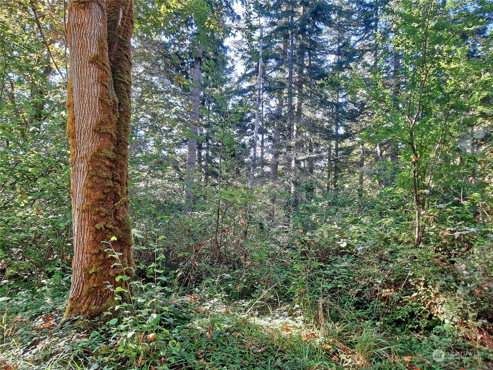 0 Lakenes Road Quilcene, WA 98376 - Photo 23 of 25 a view of a yard with plants and trees