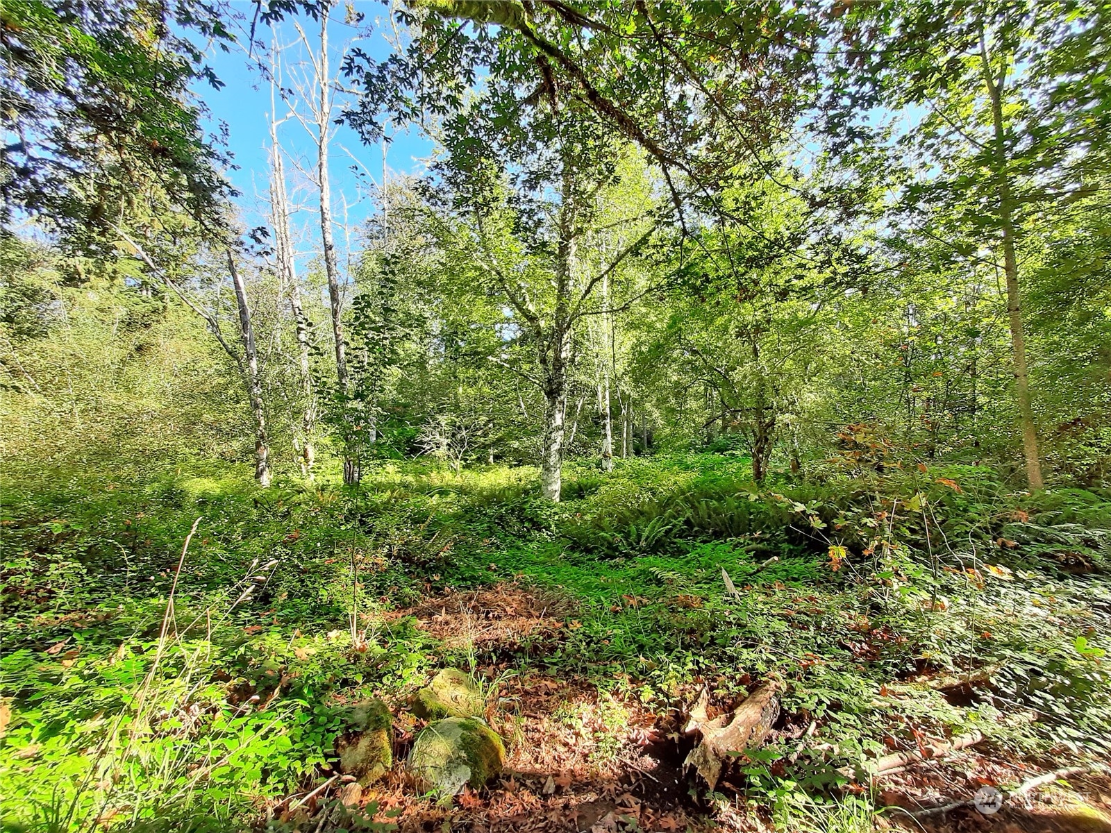 0 Lakenes Road Quilcene, WA 98376 - Photo 25 of 25 a view of a lush green forest