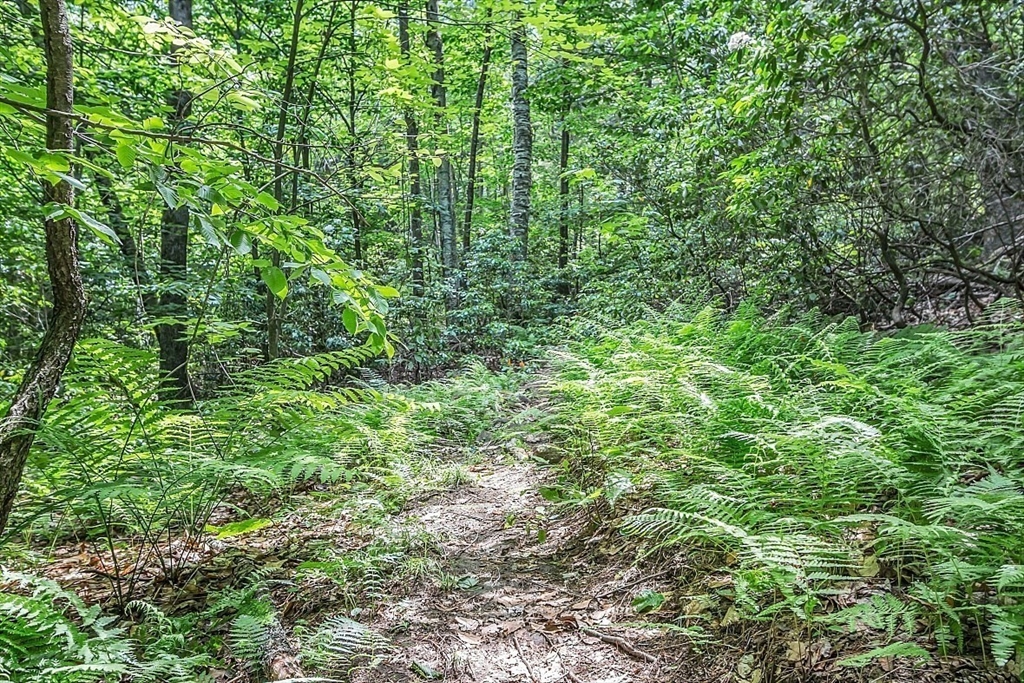 201 Taylor Road Ashby, MA 01431 - Photo 37 of 40 a view of a lush green forest