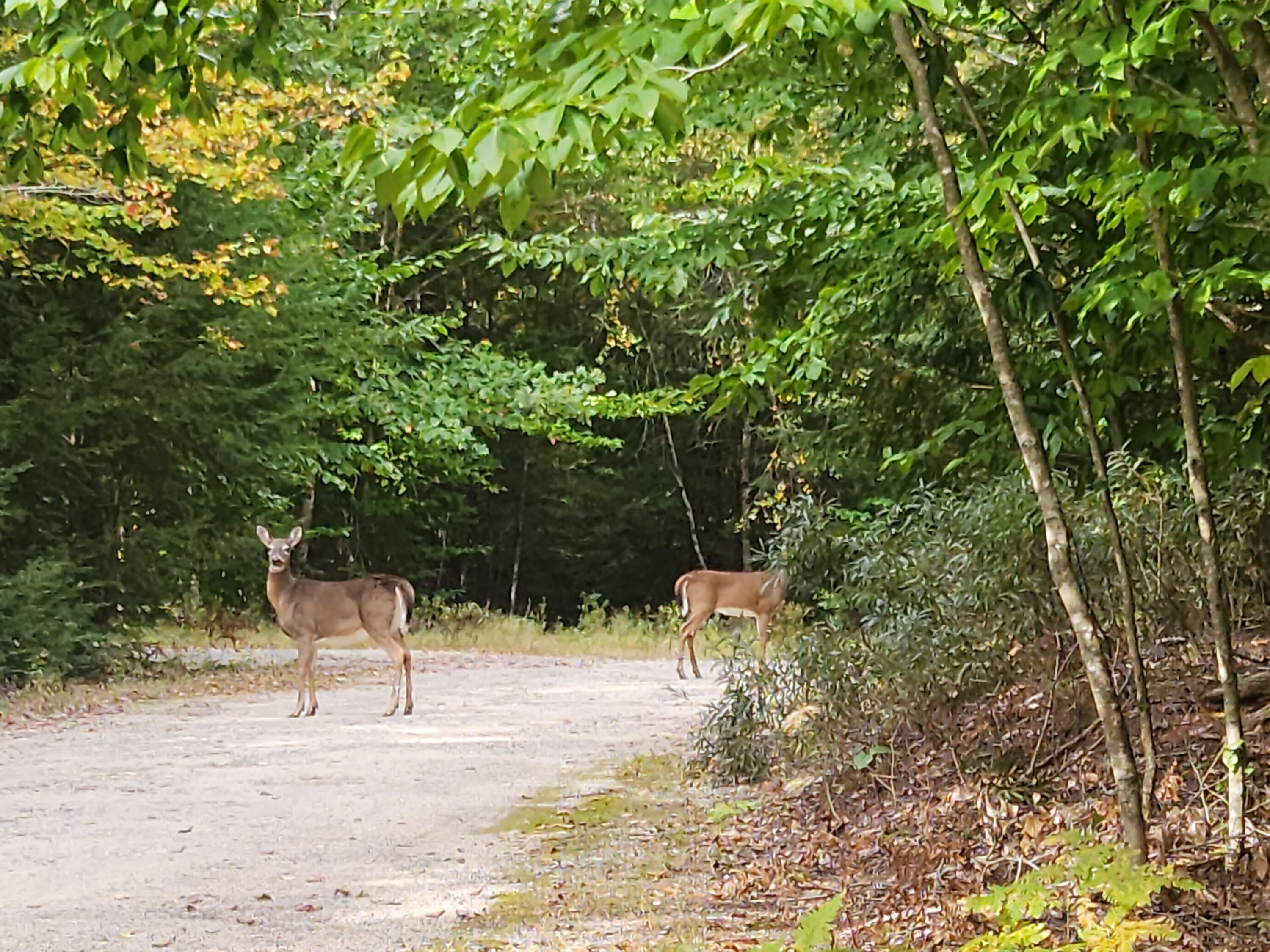 67 Johnson Road Windham, ME 04062 - Photo 36 of 49 20231010_122022