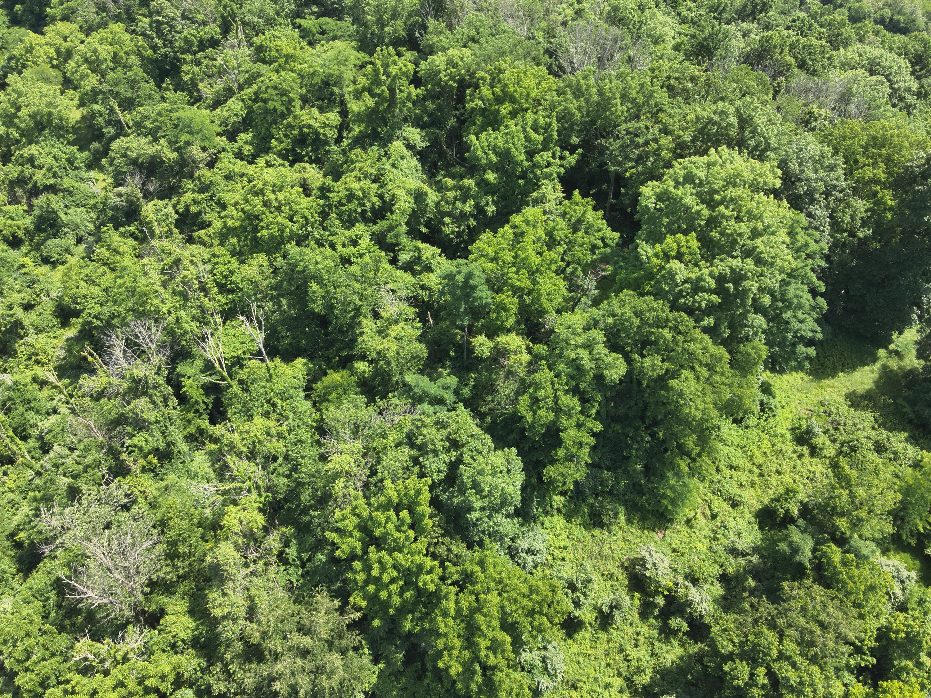 113 Lee's Creek Road Dover, KY 41034 - Photo 24 of 30 DJI_20260529151721_0008_V