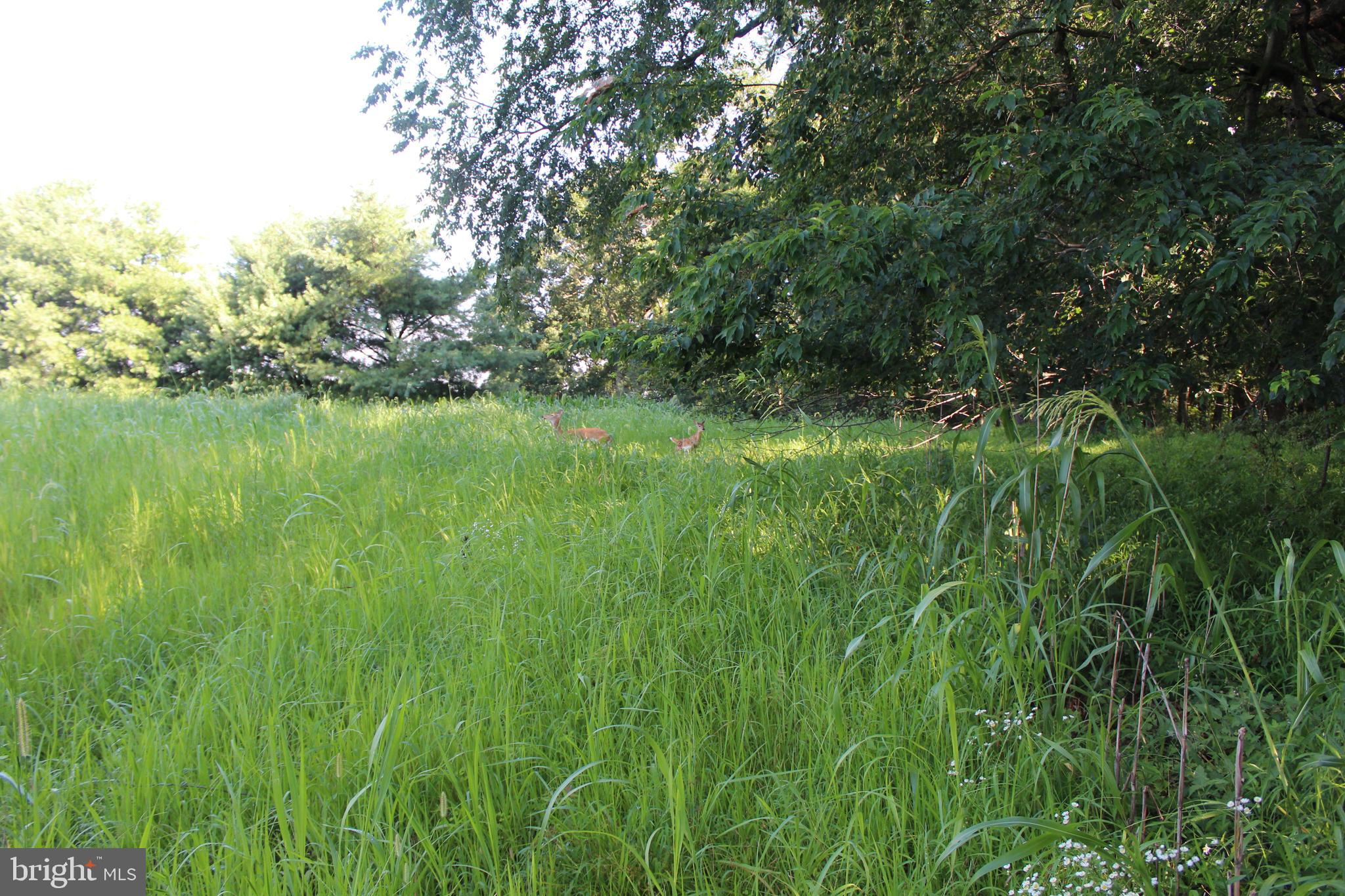 1162 Taylor Road Street, MD 21154 - Photo 17 of 23 See the deer?